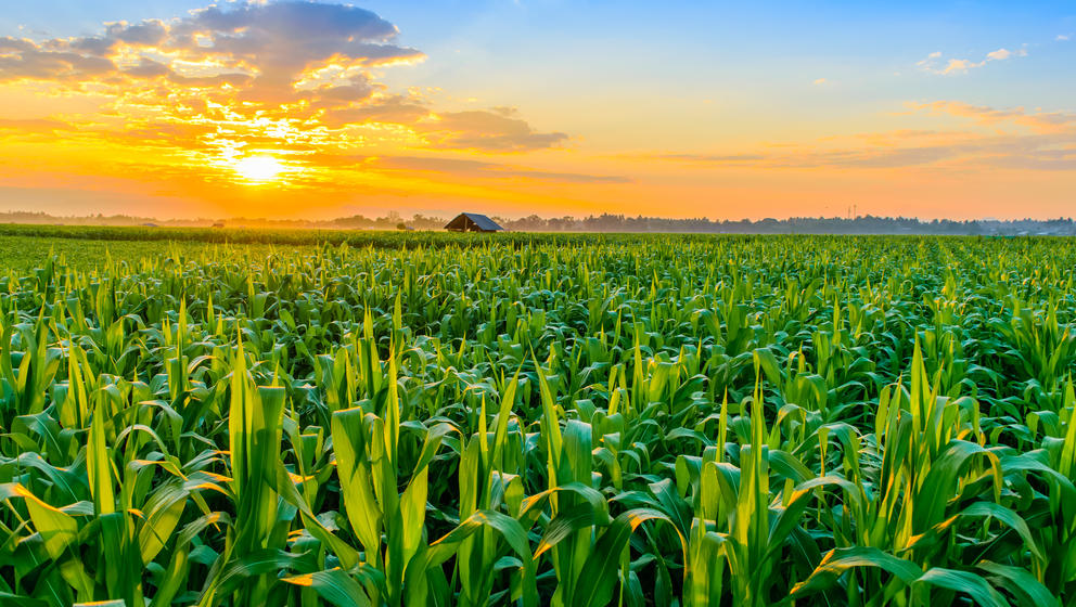 Morning sunrise over the corn field