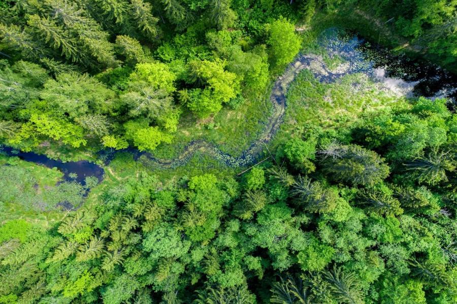 Vista aérea - Río a través de un bosque
